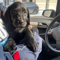 Щенки лабрадора ретривера, в Ростове-на-Дону