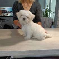 Щенки мальтезе, в Санкт-Петербурге