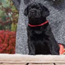 Щенки лабрадора, в Волгограде