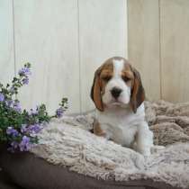 Бигль ЩЕНОЧКИ, в Нижнем Новгороде