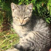 Шпротик, в Санкт-Петербурге