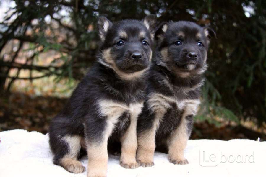 овчарка щенок отдам даром. овчарка щенок отдам даром. овчарка щенок отдам даром. щенок метис лабрадора и немецкой овчарки 1 месяц. овчарка щенок отдам даром.