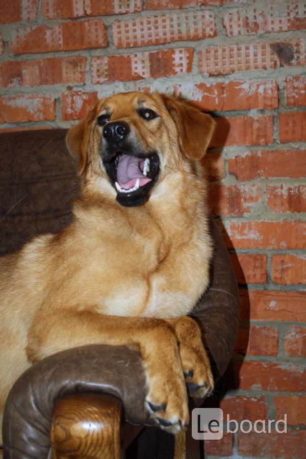 Рыжий кобель. Найти рыжую собаку. Рыжая собака в ошейнике. Рыжая собака похожая на лайку. Пионерская собака.