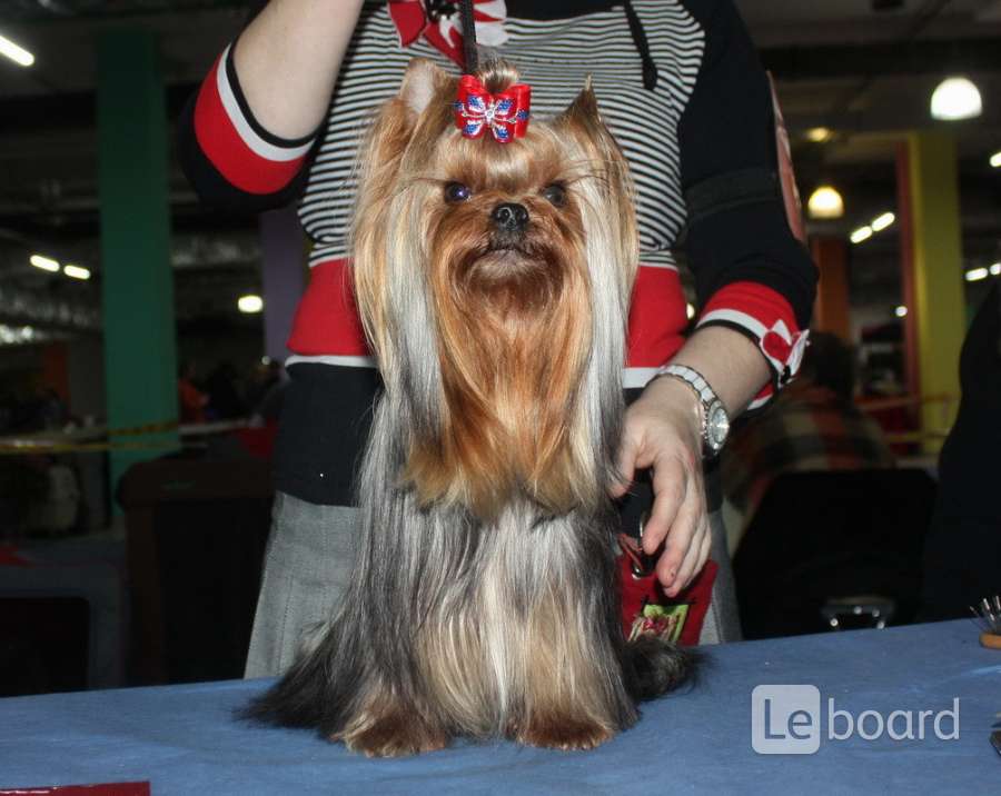 Лучшие грумеры россии краснодара. Вязка у собак йоркширский терьер. Йоркширский терьер 4 кг. Вязаная одежда для собак маленьких пород. Ёрки собаки фото цена москва.